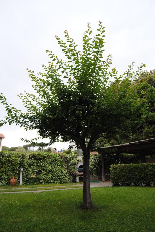 Il Susino Apartment Tirrenia Ngoại thất bức ảnh
